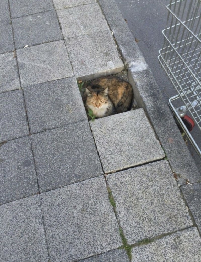 
        22&nbsp;очаровательных создания, которые способны с&nbsp;комфортом разместиться где&nbsp;угодно    