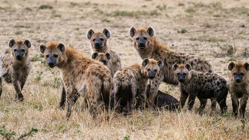 
        5&nbsp;фактов, которые меняют представление о&nbsp;гиенах    