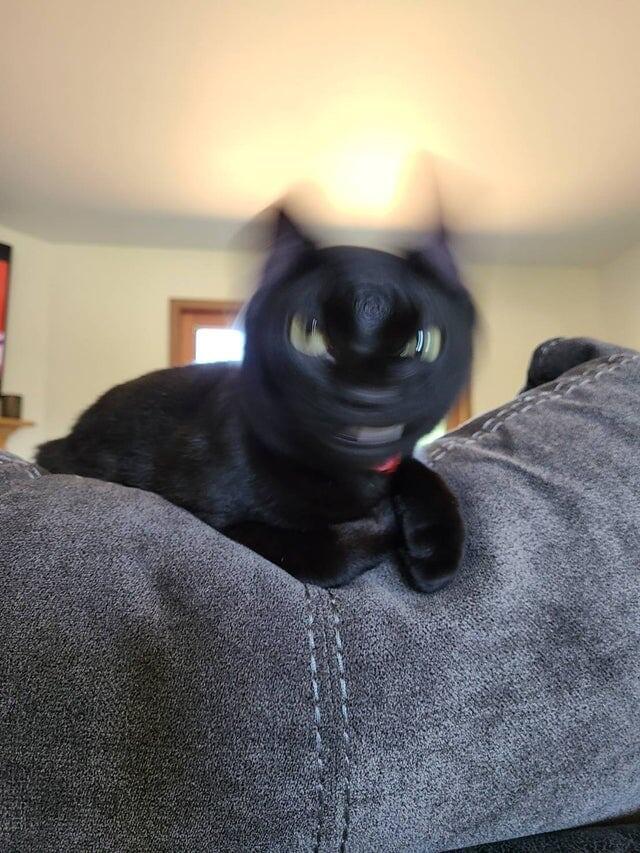 
        18&nbsp;фотографий, которые доказывают, что&nbsp;чёрные котики приносят хорошее настроение    