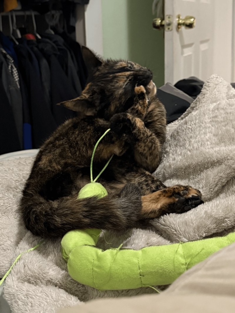 
        30&nbsp;кошачьих поз, которые смешнее любого мема    