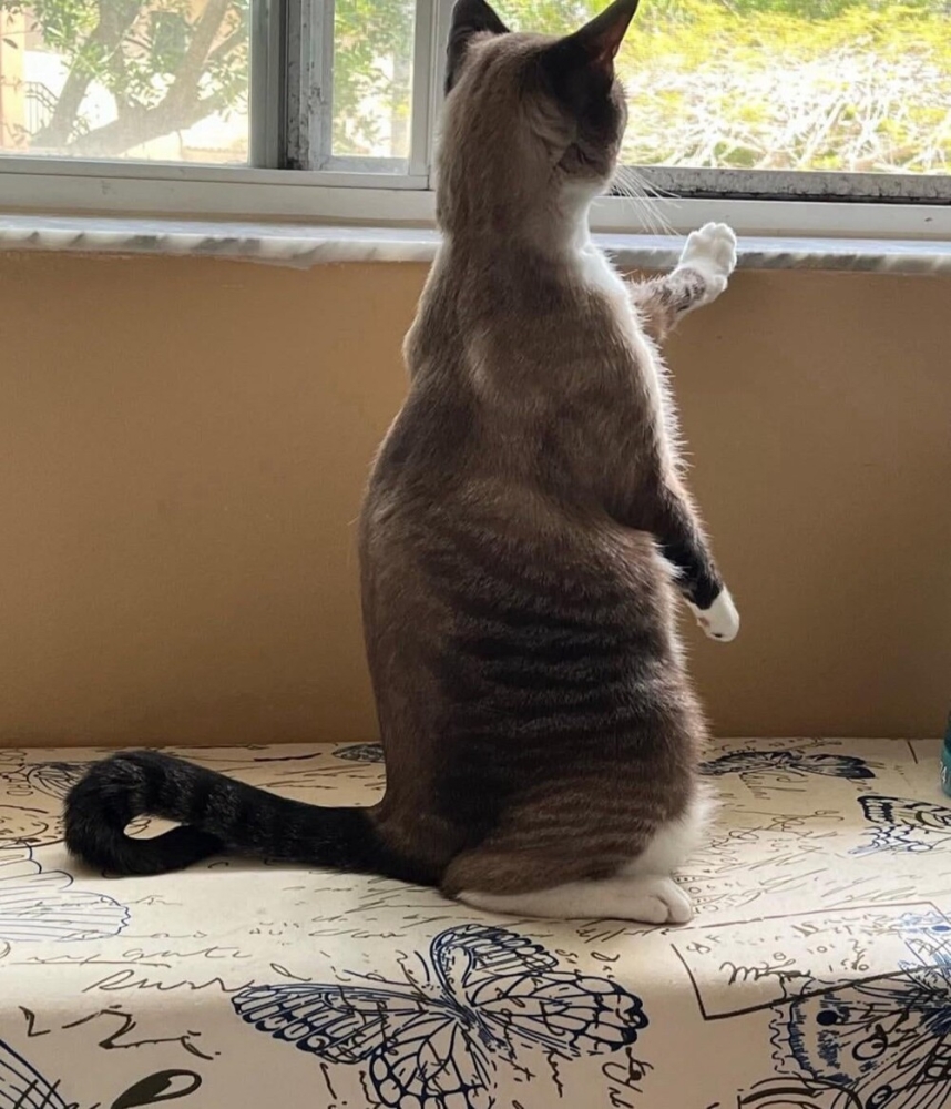 
        30&nbsp;кошачьих поз, которые смешнее любого мема    