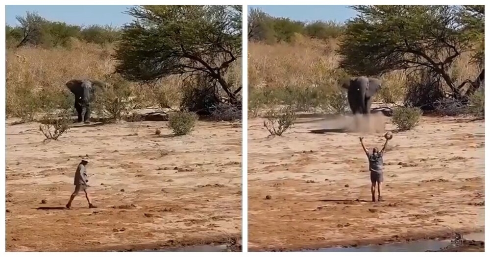Мужчина остановил несущегося слона неожиданным жестом
Мужчина остановил несущегося слона неожиданным жестом