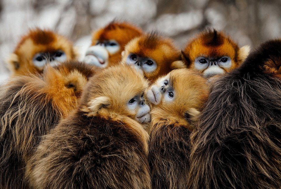 Курносая обезьяна: лишилась носа и «посинела» от холода
Курносая обезьяна: лишилась носа и «посинела» от холода