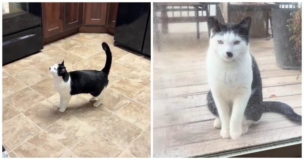 Кот Адольф
Кот Адольф