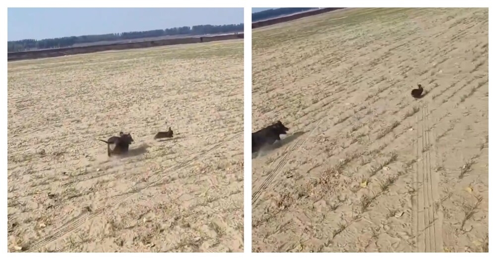 
        Погоня собаки охотничьей породы за&nbsp;диким зверем    