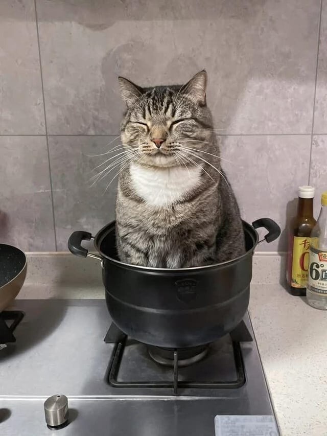 
        35&nbsp;доказательств, что&nbsp;котикам везде удобно    