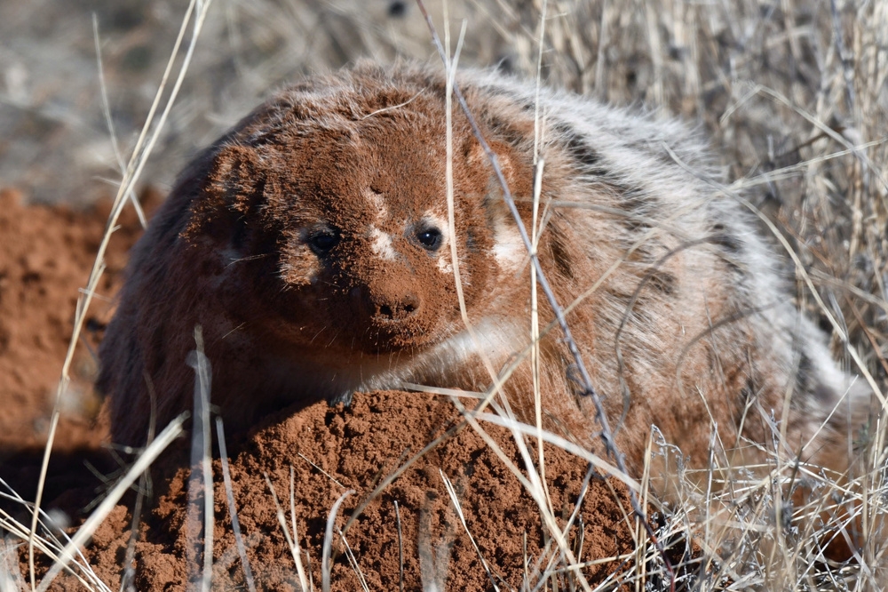 
        Американский барсук: неадекватный и&nbsp;злой    