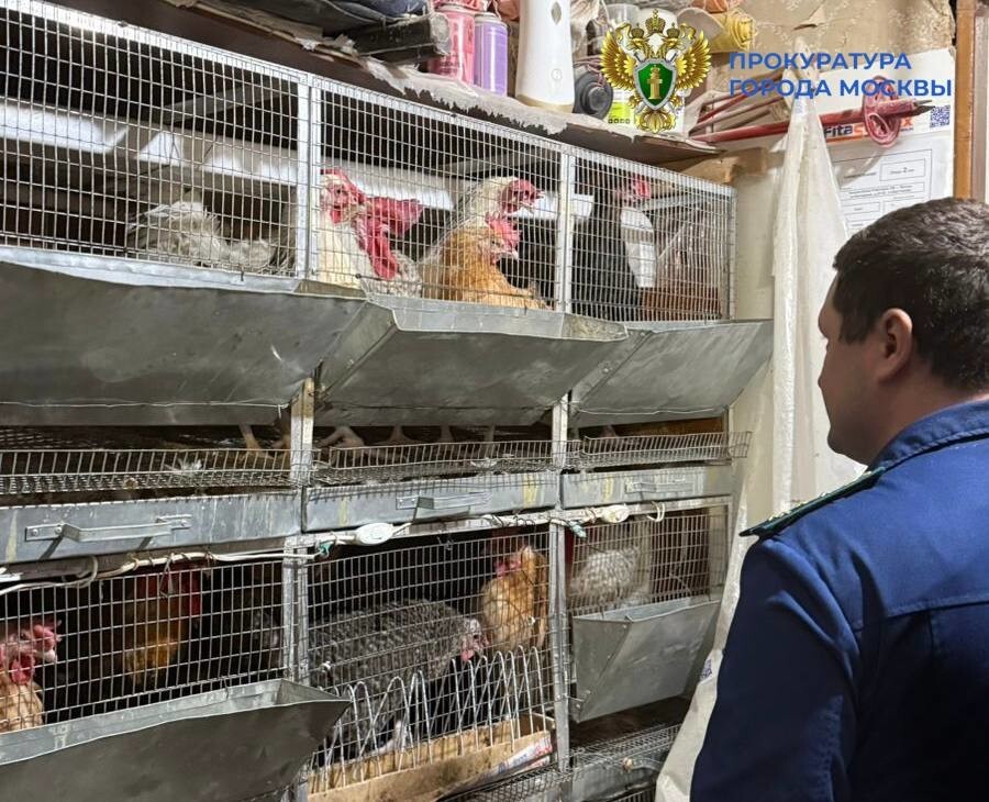 Прокуроры изъяли чернобурую лису, проживавшую в квартире в Москве
Прокуроры изъяли чернобурую лису, проживавшую в квартире в Москве