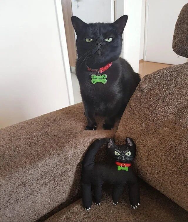 
        18&nbsp;фотографий, которые доказывают, что&nbsp;чёрные котики приносят хорошее настроение    