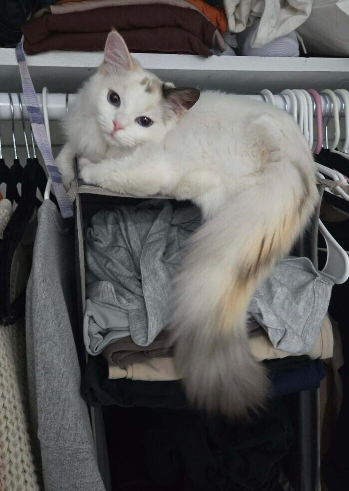 
        35&nbsp;доказательств, что&nbsp;котикам везде удобно    