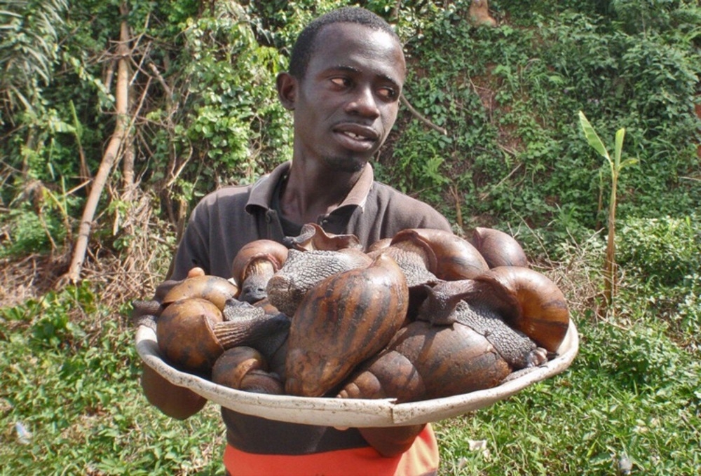 
        Ахатины: домашние улитки уничтожают мир    