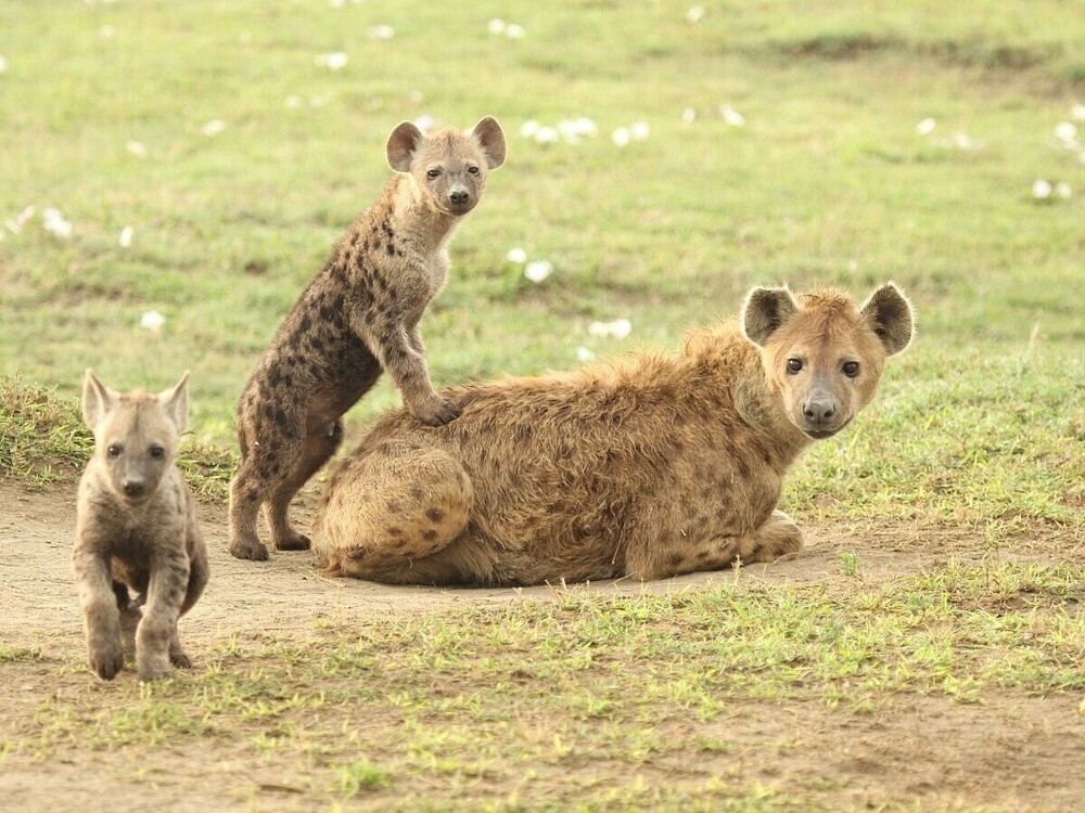 
        5&nbsp;фактов, которые меняют представление о&nbsp;гиенах    