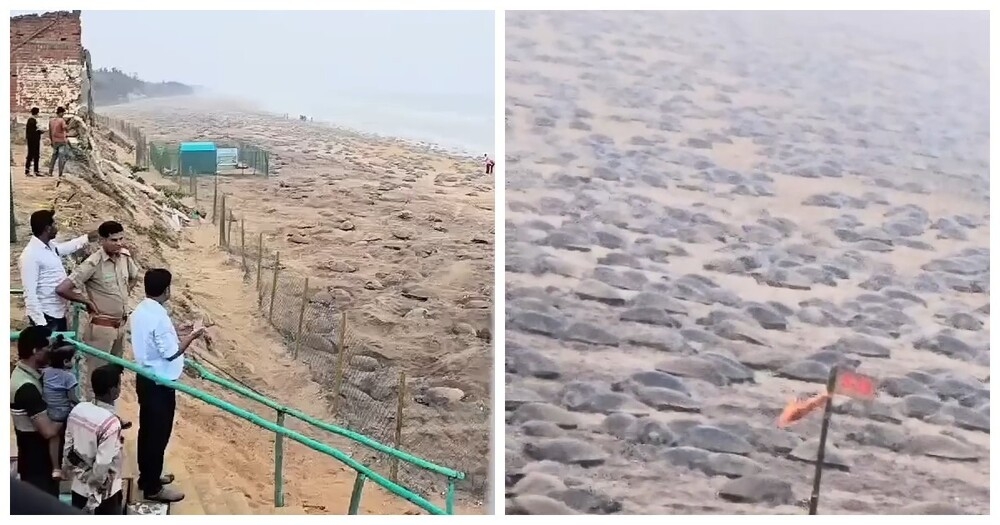 Массовое гнездование морских черепах в штате Одиша в Индии
Массовое гнездование морских черепах в штате Одиша в Индии