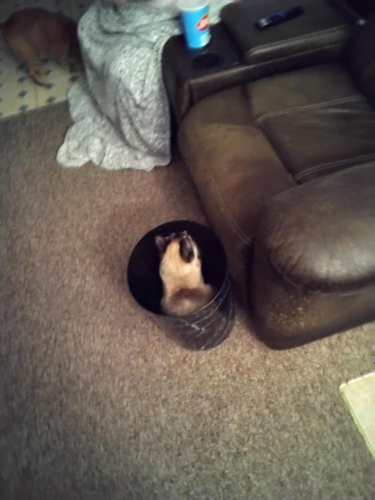 
        30&nbsp;кошачьих поз, которые смешнее любого мема    