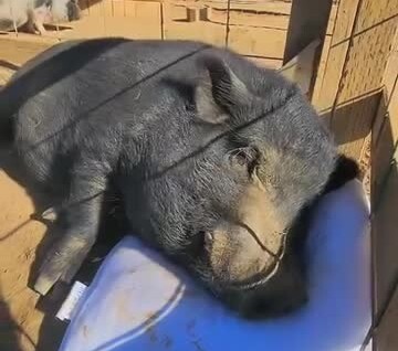 
        Нашёл счастье: домашний кабанчик стал мегазвездой из-за реакции на&nbsp;подарок хозяйки    