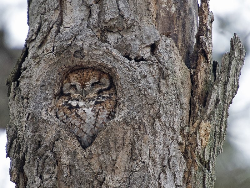
        22&nbsp;очаровательных создания, которые способны с&nbsp;комфортом разместиться где&nbsp;угодно    