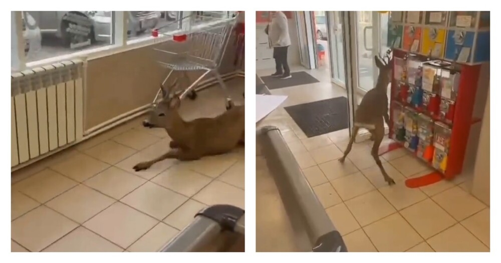 
        Косуля забежала в&nbsp;магазин в&nbsp;Краснодарском крае    