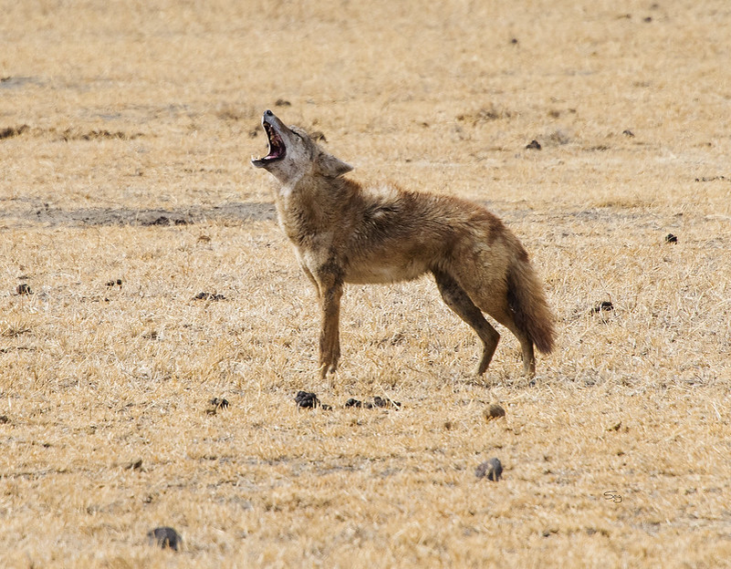 Золотистый волк: самый слабый и маленький хищник в мире
Золотистый волк: самый слабый и маленький хищник в мире