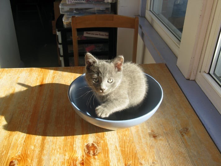 
        22&nbsp;очаровательных создания, которые способны с&nbsp;комфортом разместиться где&nbsp;угодно    