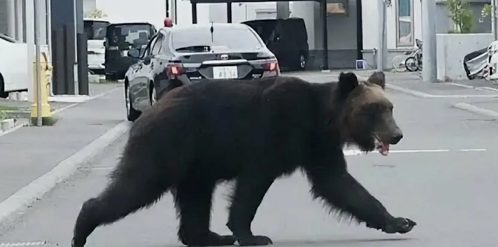 Япония тестирует «лающие дроны», чтобы отгонять медведей от людей
Япония тестирует «лающие дроны», чтобы отгонять медведей от людей