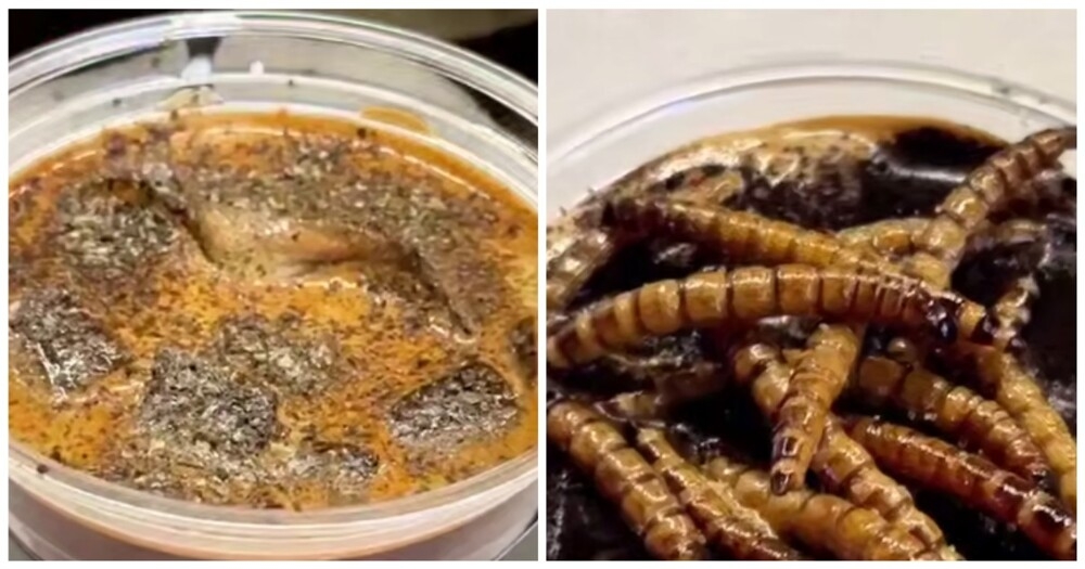 
        Китайский кофе с&nbsp;тараканами и&nbsp;личинками    