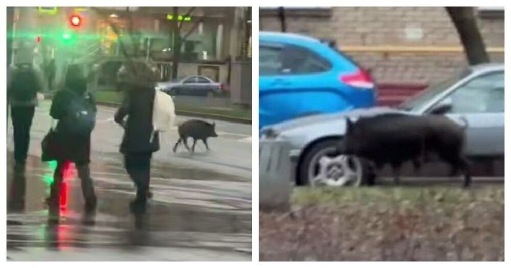 
        Кабан пробежался по&nbsp;улицам Москвы    