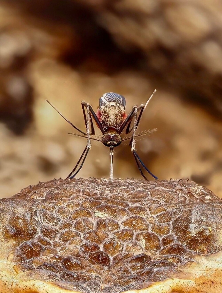
        Фотограф заснял, как&nbsp;комар кусает змею    