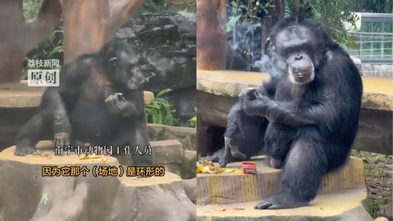 
        В&nbsp;китайском зоопарке шимпанзе наказали за&nbsp;курение    