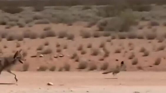 В США засняли погоню койота за дорожным бегуном
В США засняли погоню койота за дорожным бегуном