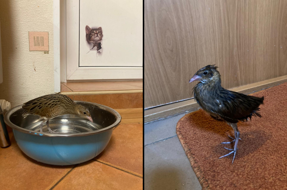 
        История о&nbsp;том, как&nbsp;птица пыталась соблазнить хозяйку    