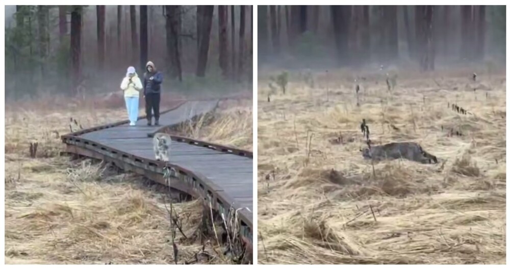 
        Рысь перекусила во&nbsp;время прогулки    