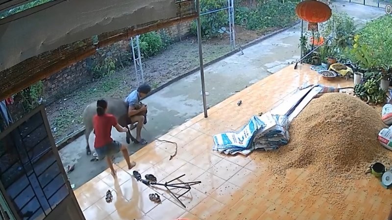 
        Разъярённый буйвол ворвался в&nbsp;дом, но&nbsp;мужчина сумел его&nbsp;усмирить    