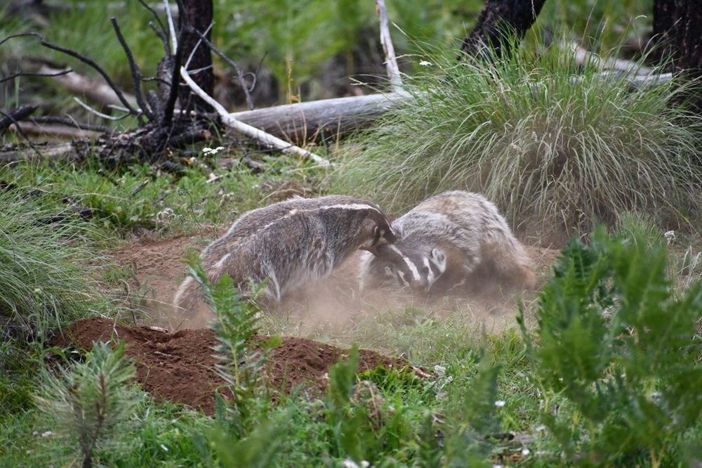 
        Американский барсук: неадекватный и&nbsp;злой    