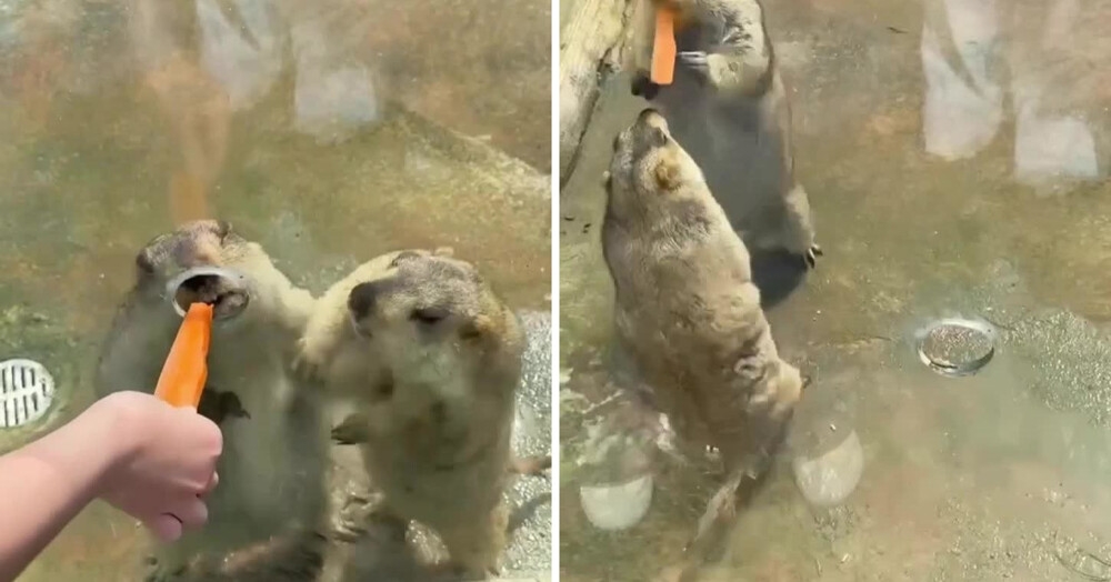 В зоопарке два сурка устроили нешуточную драку, не поделив морковку
В зоопарке два сурка устроили нешуточную драку, не поделив морковку