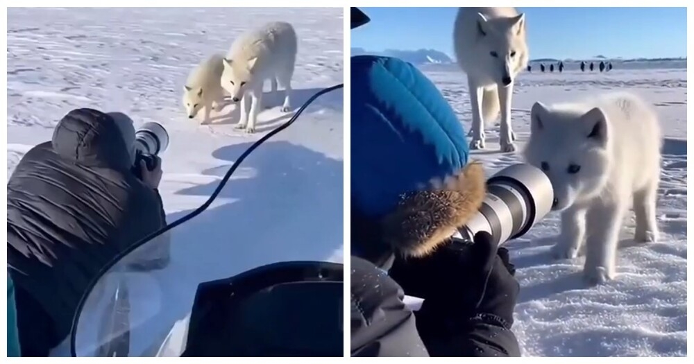
        Уникальные кадры полярной семьи в&nbsp;арктических просторах    