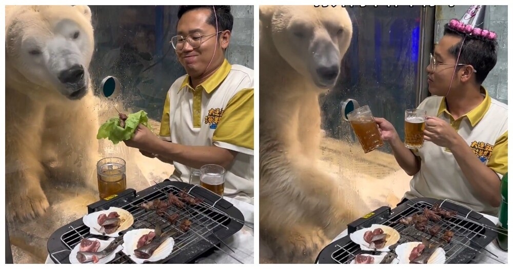 
        День рождения белого медведя    