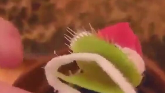 
        Наряжаем мухоловку к&nbsp;Новому году    