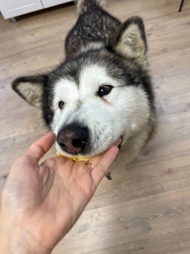 Мем с "показываем рыбов" в исполнении хаски