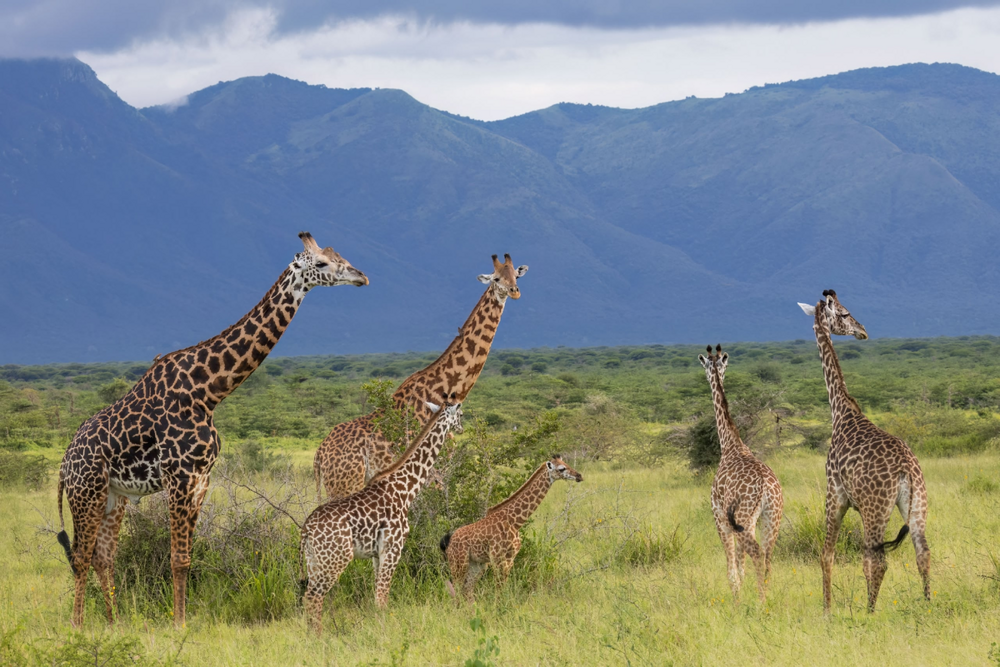 
        Жираф: 5&nbsp;секретов гиганта    