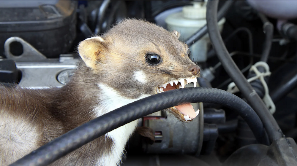 
        Каменная куница: почему обычные куры в&nbsp;сарае вызывают у&nbsp;них&nbsp;психоз?    