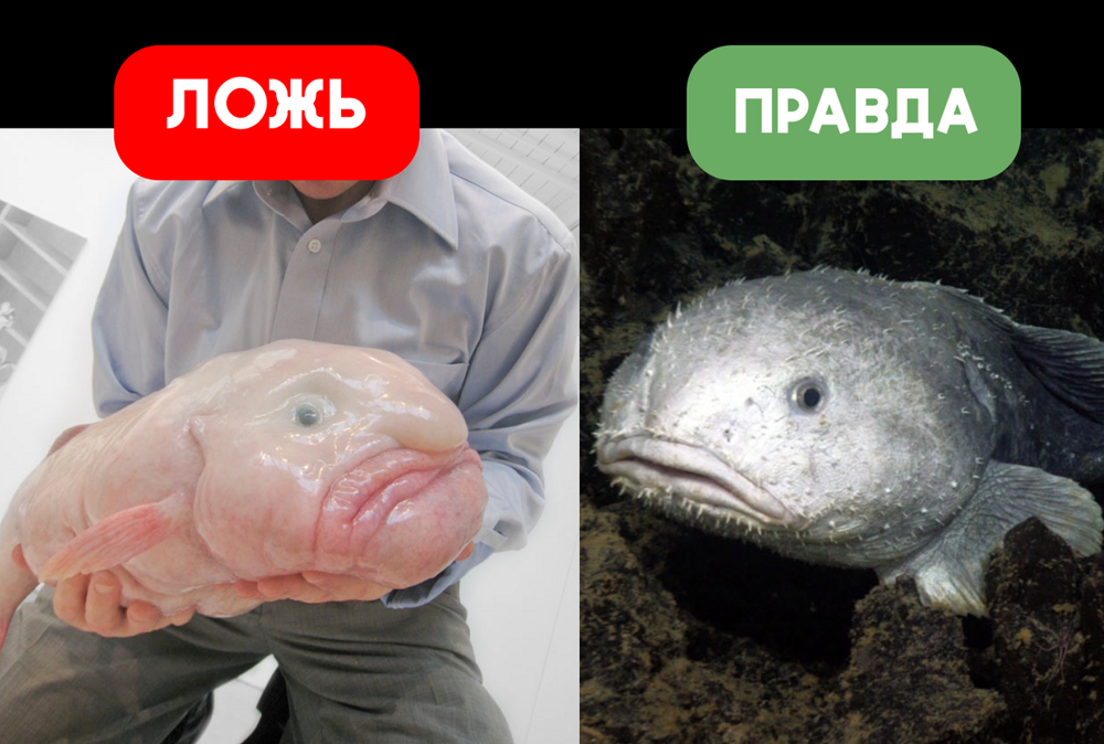 
        Рыба-капля: почти все&nbsp;фото с&nbsp;ней&nbsp;&mdash; фейк    