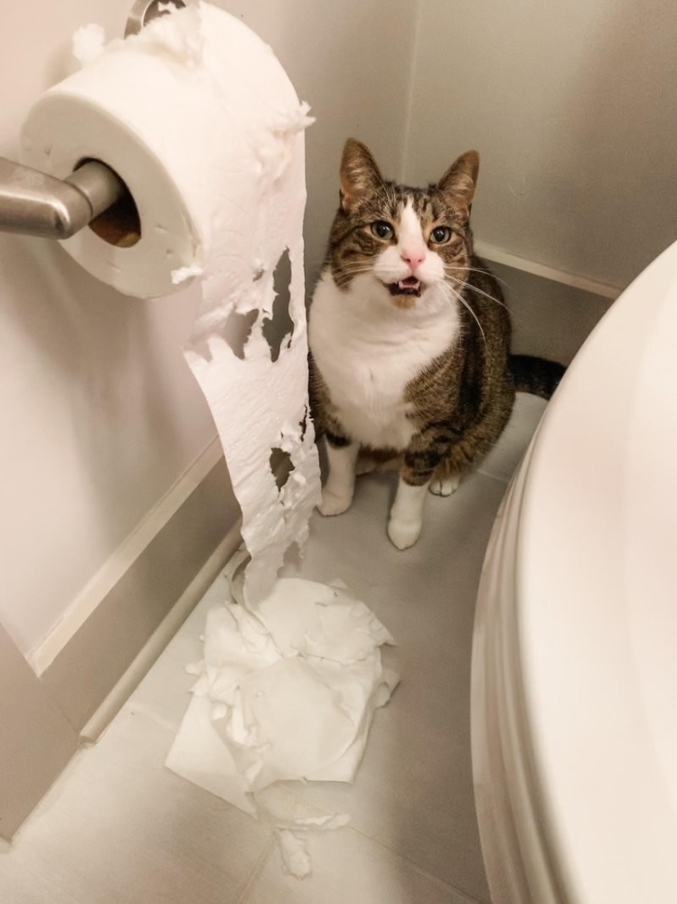 
        27&nbsp;меховых диверсантов, организовавших дома рулонный апокалипсис    