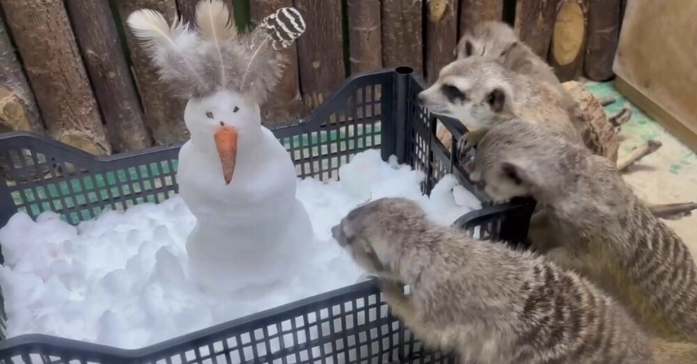 Сурикаты в Челябинском зоопарке впервые увидели снег
Сурикаты в Челябинском зоопарке впервые увидели снег