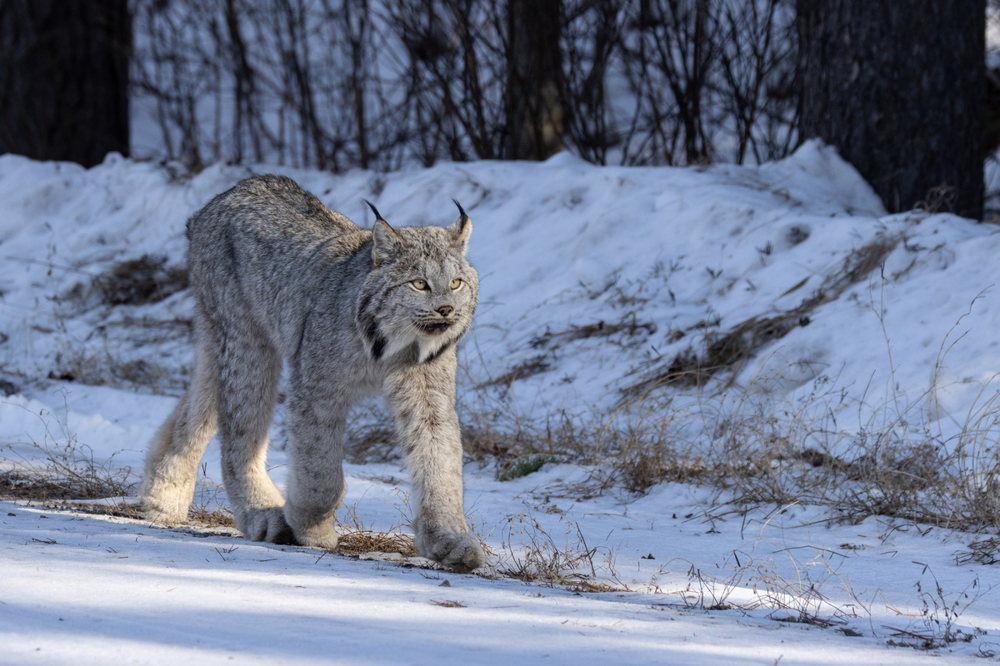 
        Канадская рысь    