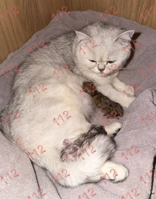 Как спасти сразу 3 жизни (2 фото + видео)