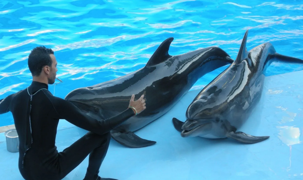 Афалины: Тёмные секреты прекрасных дельфинов
Афалины: Тёмные секреты прекрасных дельфинов