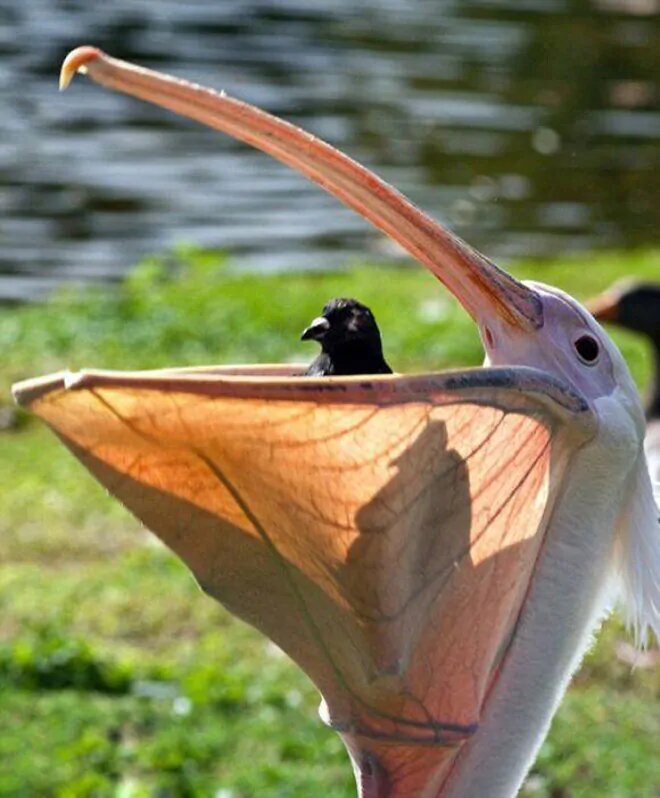 Американский белый пеликан: клюв этой птицы — бездонная пропасть!
Американский белый пеликан: клюв этой птицы — бездонная пропасть!