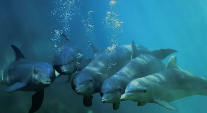 Афалины: Тёмные секреты прекрасных дельфинов
Афалины: Тёмные секреты прекрасных дельфинов