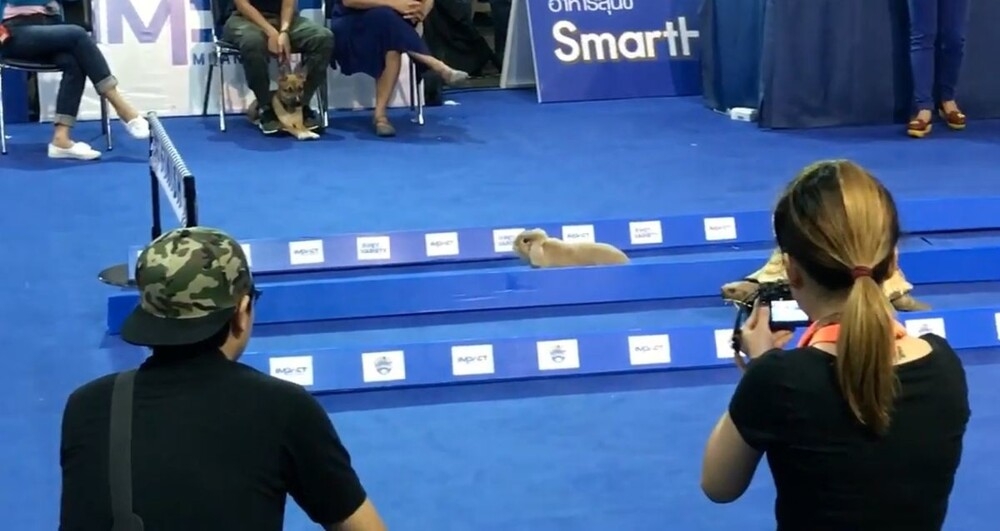 
        Гонка черепахи и&nbsp;кролика    