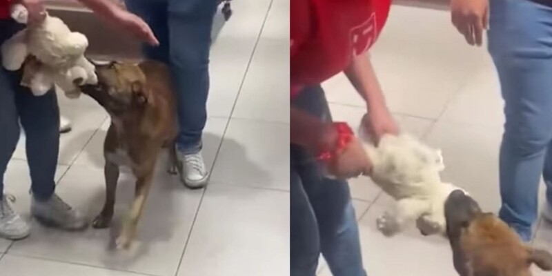 
        Игрушка, за&nbsp;которую стоило бороться    